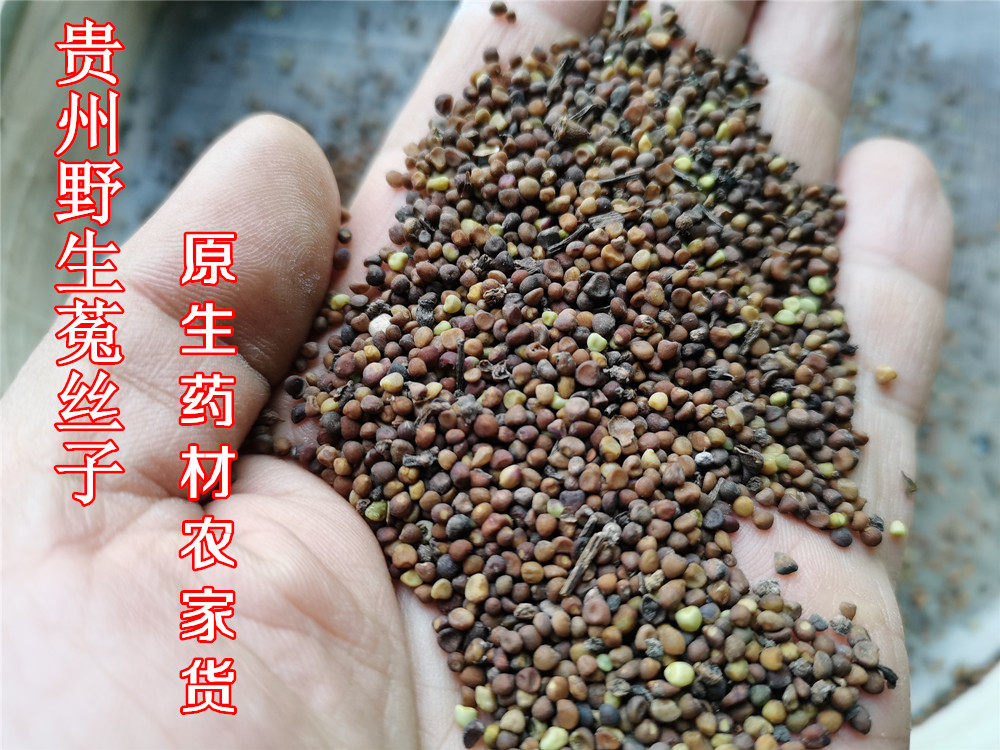贵州草药野生菟丝子 中药材兔丝籽无根藤无爷藤种子农家散装500克