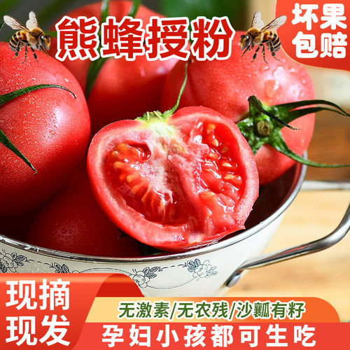 西红柿老品种自然熟西红柿蜂果家