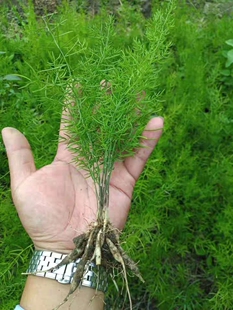 广西良种大天冬种植苗分株苗高产易成活