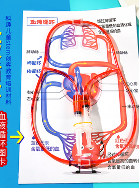 DIY人体血液循环小学生科学实验 小发明创造stem手工物理材料教具