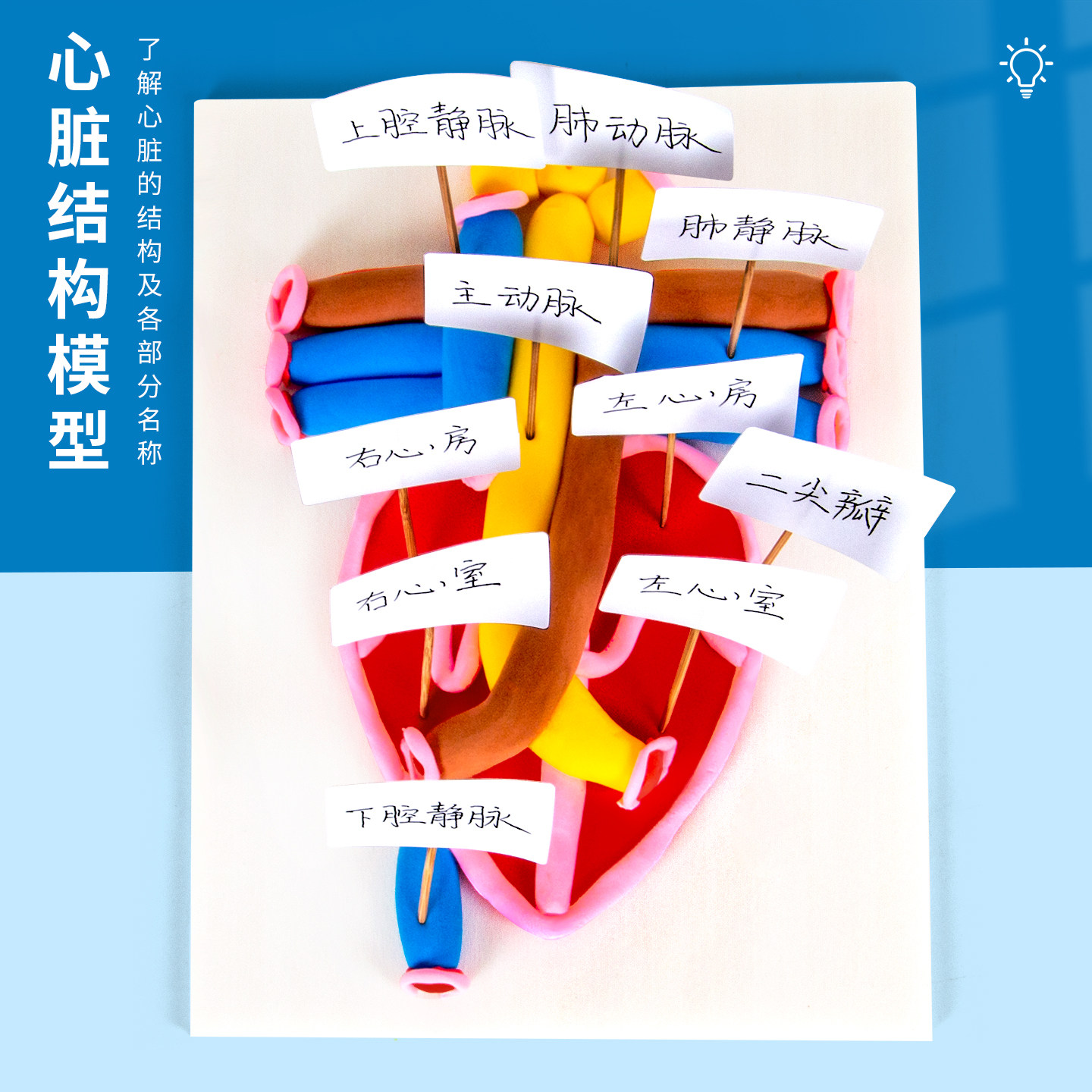科趣自制心脏结构模型科学实验