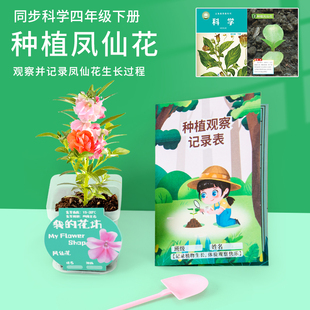 种植凤仙花科学实验观察作业四年级小学生指甲花儿童盆栽植物种子