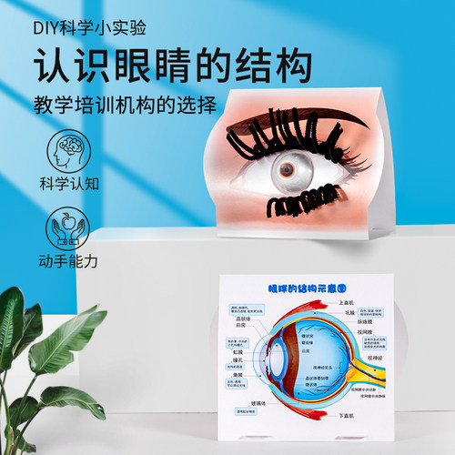 科趣生物手工认识眼睛结构模型