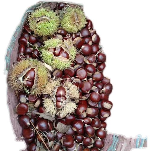 【小孟姑姑家】纯野生的小栗子5斤装很好吃