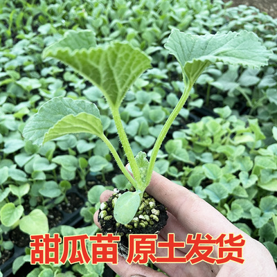 绿宝石羊角蜜小香瓜哈密瓜孑老品种四季瓜种籽种子苗秧甜瓜种大全