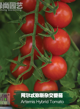 阿尔忒弥斯杂交番茄种子进口番茄四季盆栽蔬菜籽瓜果樱桃番茄苗