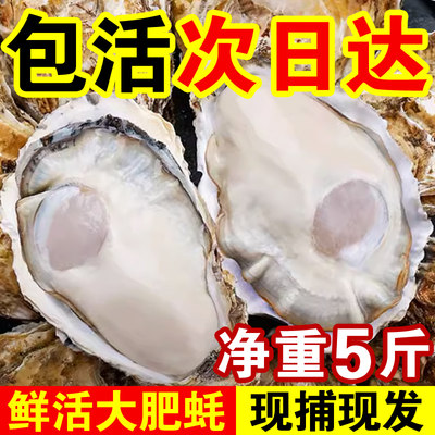 【包活包肥】鲜活乳山大生蚝5斤