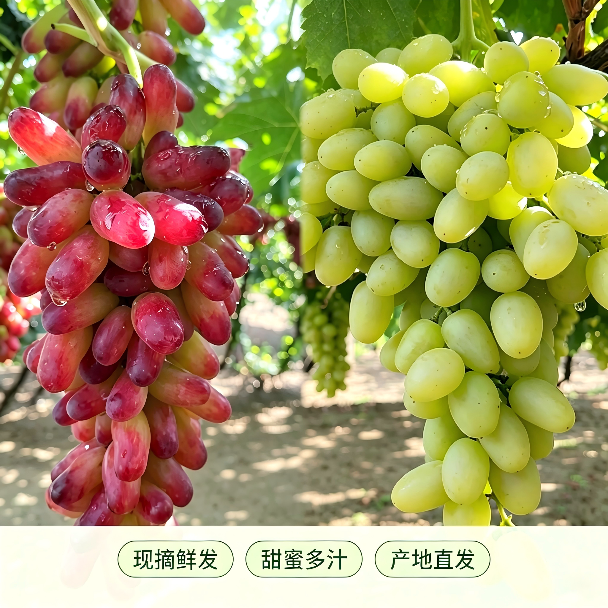 白马奶牛奶葡萄礼盒顺丰团购优惠