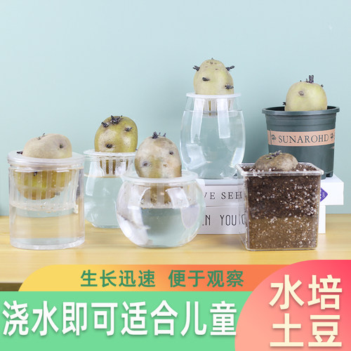 幼儿园水培土豆植物创意绿植学生蔬菜盆栽马铃薯儿童观察植物角