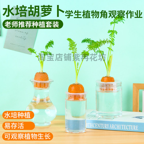 学生幼儿园水培胡萝卜观察自然蔬菜儿童科学盆栽生长实验植物角