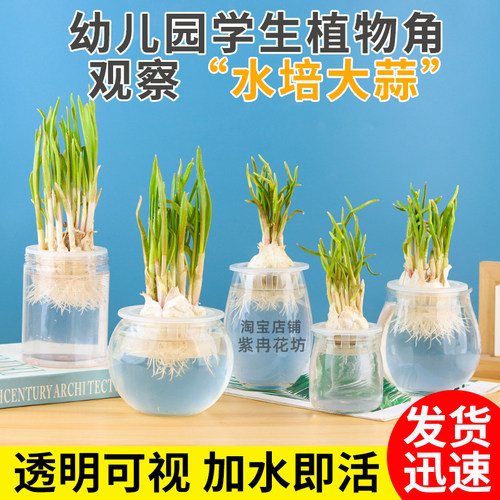 水培蒜苗盆栽室内科学实验课
