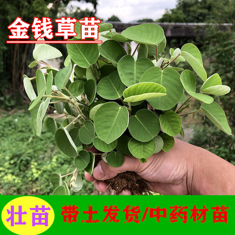 正宗广西广金钱草苗中药材植物新鲜盆栽绿植中草药苗种植苗 子籽