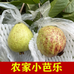 农家小芭乐广西水果新鲜当季白心番石榴花皮孕妇丑果子 熟甜好吃