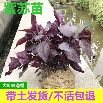 全紫可食用双面红紫苏阳台去腥