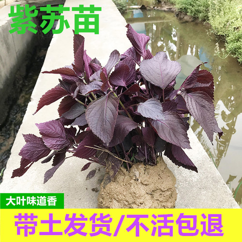 全紫可食用双面红紫苏阳台去腥