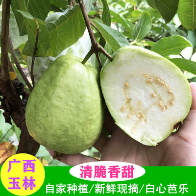 芭乐白心番石榴新鲜水果孕妇水果