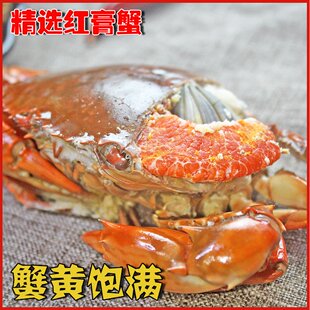 青蟹鲜活2斤3/5只装母肉红鲟北部湾海鲜水产鲜活螃蟹母顺丰空包邮