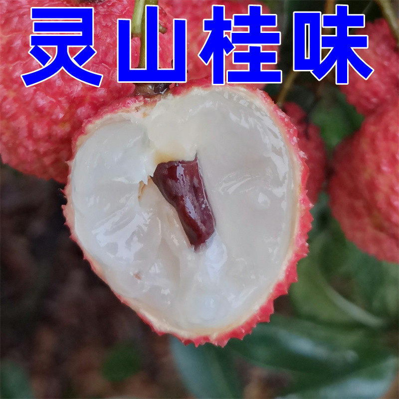 广西荔枝新鲜 灵山桂味荔枝小核 2023年果园直发当季水果顺丰包邮