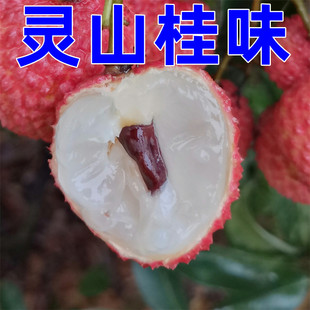 广西荔枝新鲜 灵山桂味荔枝小核 2023年果园直发当季水果顺丰包邮
