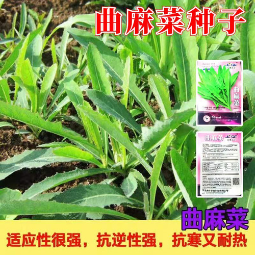野生曲麻菜种籽叶菜野菜耐高温苦麻菜种子四季春夏秋冬播阳台盆栽