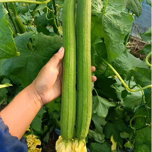 丝瓜苗蔬菜种子线丝瓜种子大棚蔬菜农田长丝瓜阳台盆栽四季播包邮