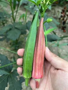 卡里巴黄秋葵种子黄秋葵籽红秋葵苗蔬菜苗蔬菜种子