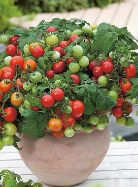 黄色矮生番茄种子圣女果西红柿种子盆栽籽阳台四季包邮