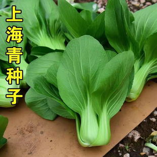 上海青四季菜种子耐热耐湿矮脚小青菜籽抗病性强上海青蔬菜种籽