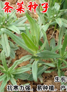 面条菜种子四季蔬菜种籽阳台盆栽耐寒性强春秋播种南方青菜孑菜籽