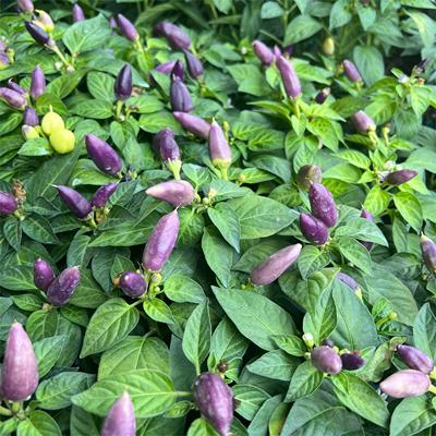 盆栽七彩四季朝天椒种子包邮