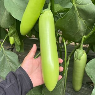 寿光蔬菜种子绿长茄种籽青绿茄子耐热大棚阳台蔬菜瓜果四季播包邮