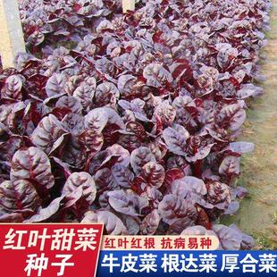 红叶甜菜红梗叶甜菜牛皮菜种子苗四季阳台盆栽庭院