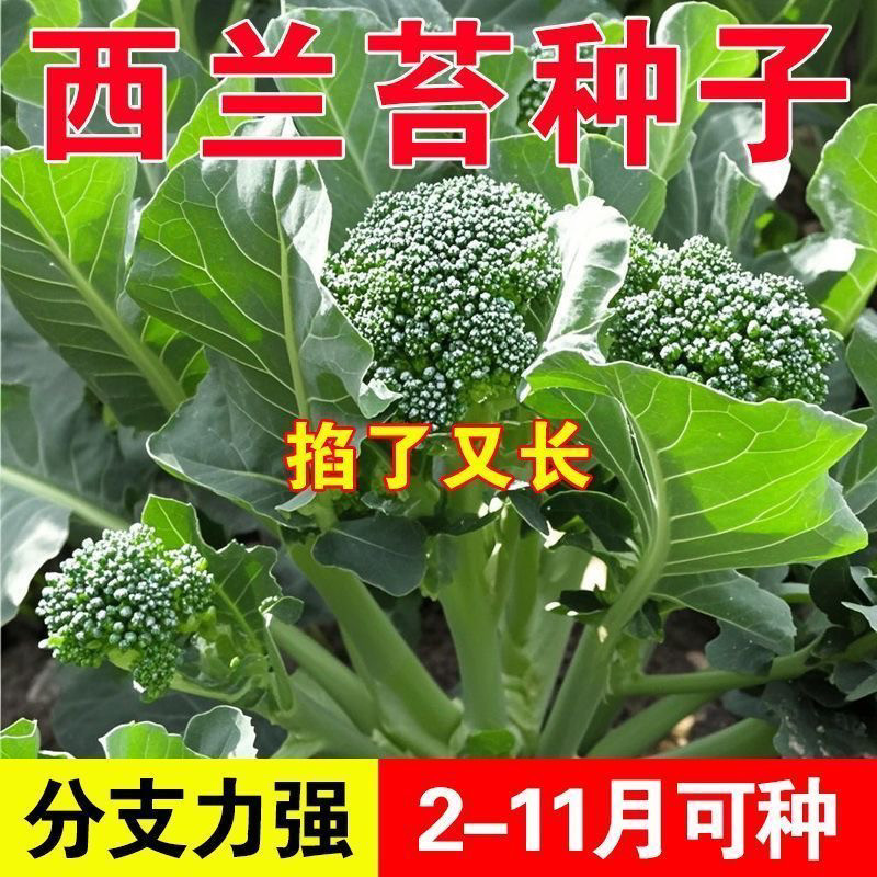 正品新种西兰苔种子绿西兰苔有机西洋芥兰田园庭院种植蔬菜苔种子