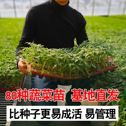 黄瓜春季阳台专用番茄苗