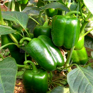 方形青椒种子雷诺甜椒种子味甜质脆四季盆栽辣椒籽种籽农家蔬菜种