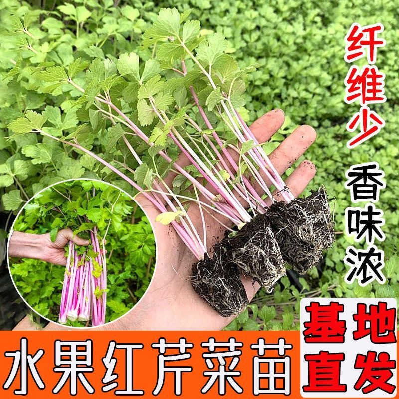 红芹菜苗香芹苗子红芹菜蔬菜种子冬季阳台盆栽四季蔬菜种苗