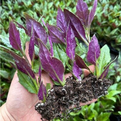 紫背天葵苗观音菜籽阳台盆栽