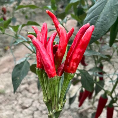 烈焰朝天小红金航包邮蔬菜种子