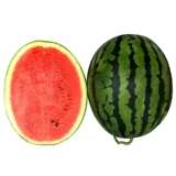 Семена семян семян семян арбуз