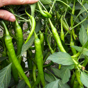 寿光蔬菜种子早熟线辣椒杭椒种籽高产青椒阳台盆栽四季播包邮