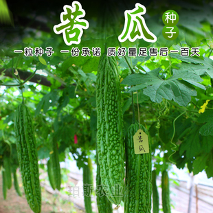 寿光蔬菜种子长苦瓜油亮苦瓜疙瘩苦瓜大棚蔬菜大田种植四季播包邮