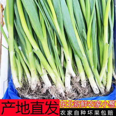 小葱蘸酱菜东北小葱嫩芽葱