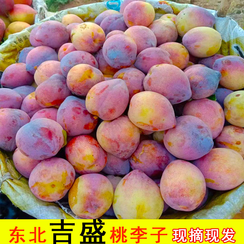 东北特产吉盛桃李子新鲜干碗离核鸡心脱骨李子当季水果鸡心李