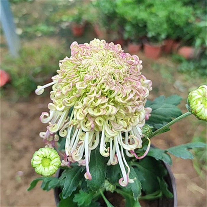 碧玉勾盘菊花盆栽带苞开花图片