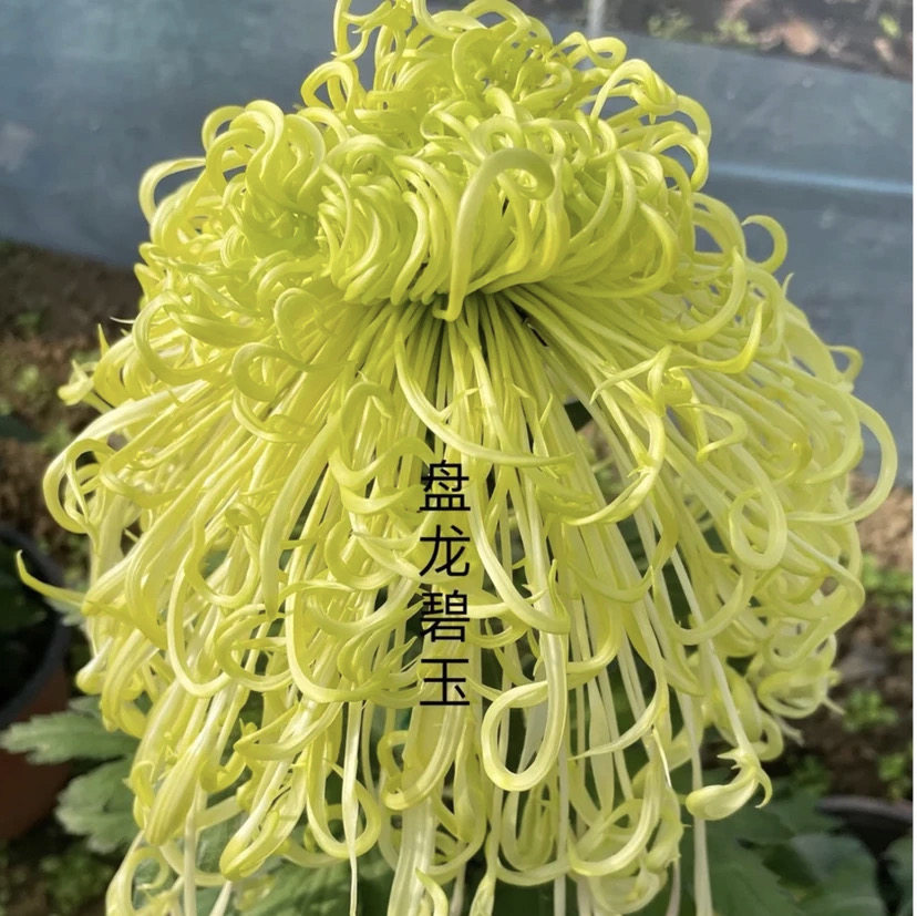 【盘龙碧玉】菊花盆栽带花苞发货花期开花栽植多个养殖花卉绿植图片