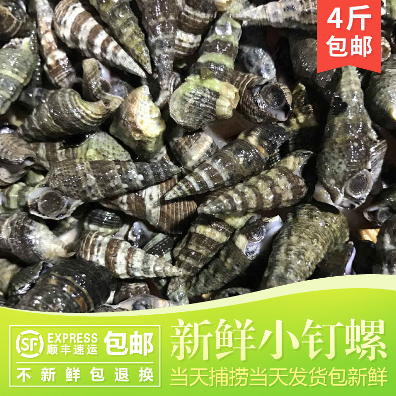 小钉螺新鲜鲜活海鲜贝壳螺