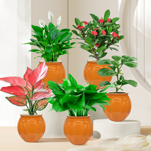 绿萝箩吊兰发财树花白掌卉盆栽小盆绿植办公室内桌面好养易活花卉