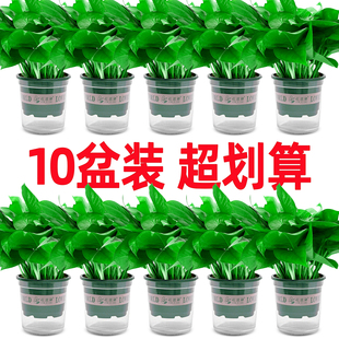 绿萝盆栽室内植物花卉绿植新房家用净化空气水培长藤垂吊大叶绿箩
