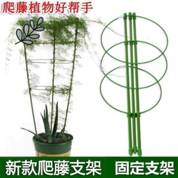 文竹支撑架爬藤架子月季花架室内花卉植物支撑杆绿萝铁线莲攀