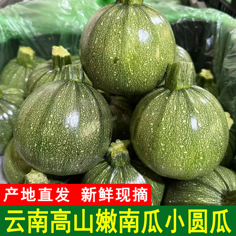 云南小圆瓜新鲜嫩南瓜